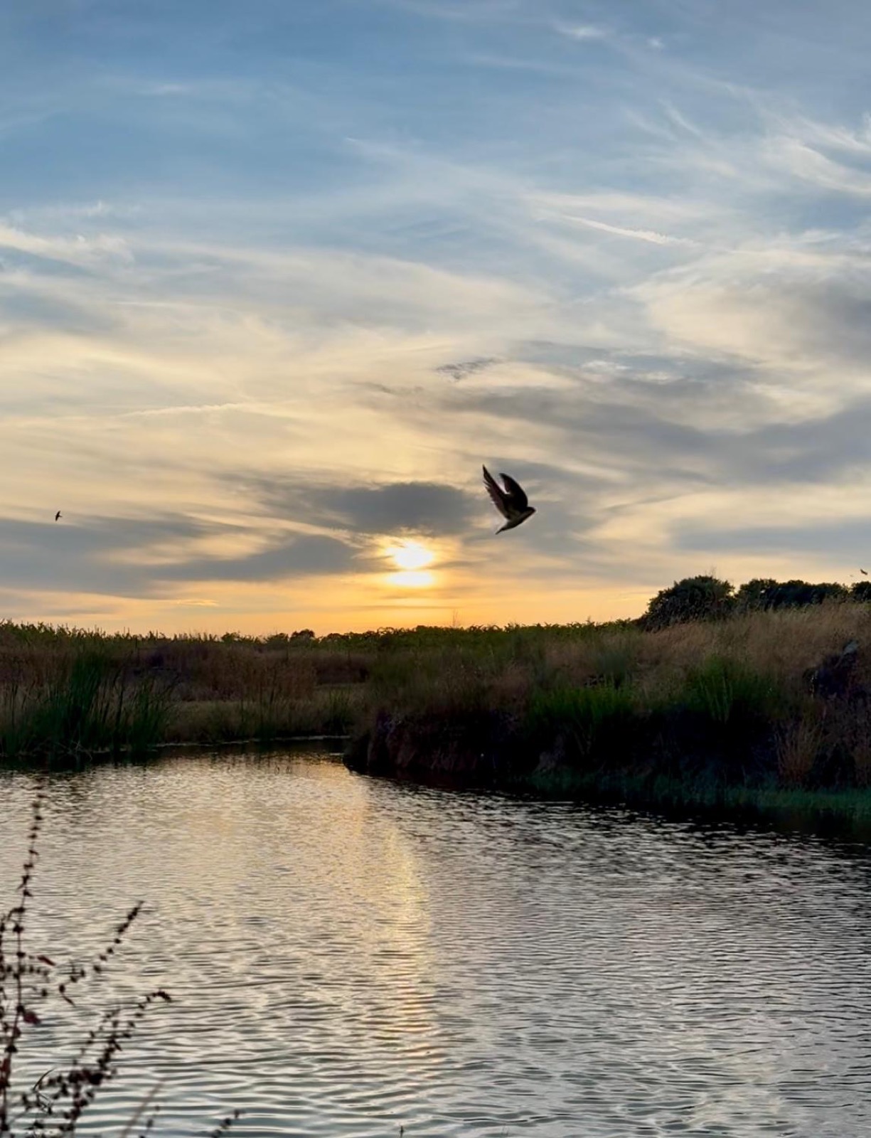 Bird in flight over the water at sunset